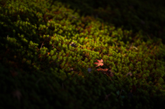 奈良吉城園　紅葉4