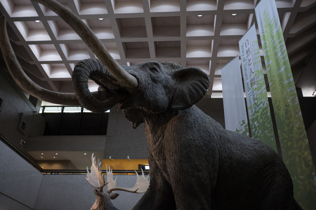 ナウマンゾウ
