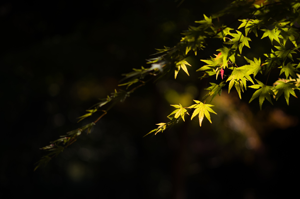 京都嵯峨の紅葉　3