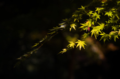 京都嵯峨の紅葉　3