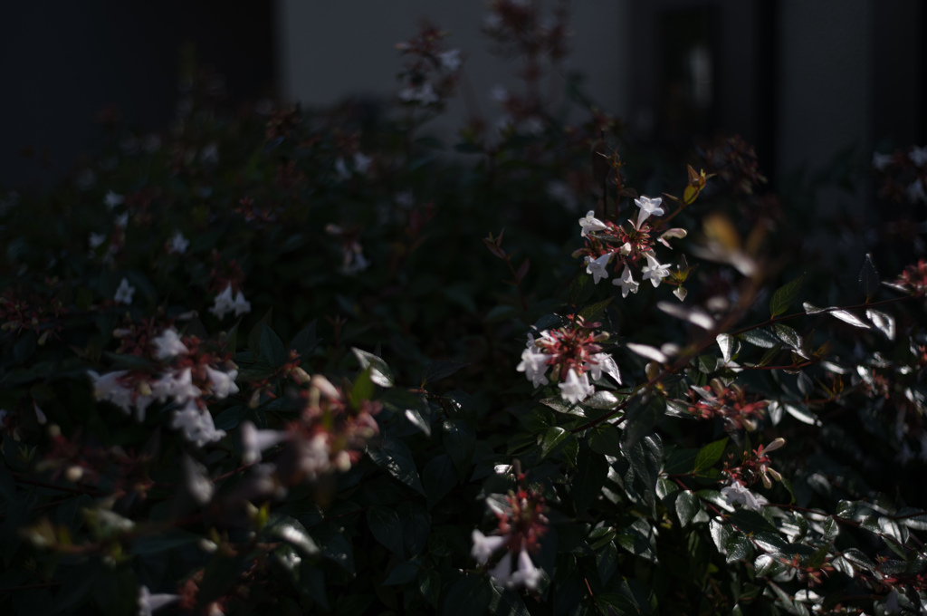 午後の花