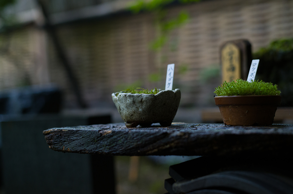 雨上がりの祇王寺　2