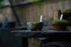 雨上がりの祇王寺　2
