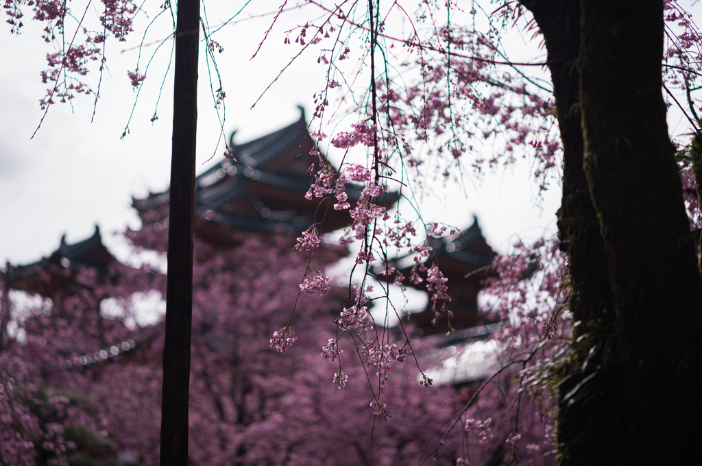 平安神宮の桜　7