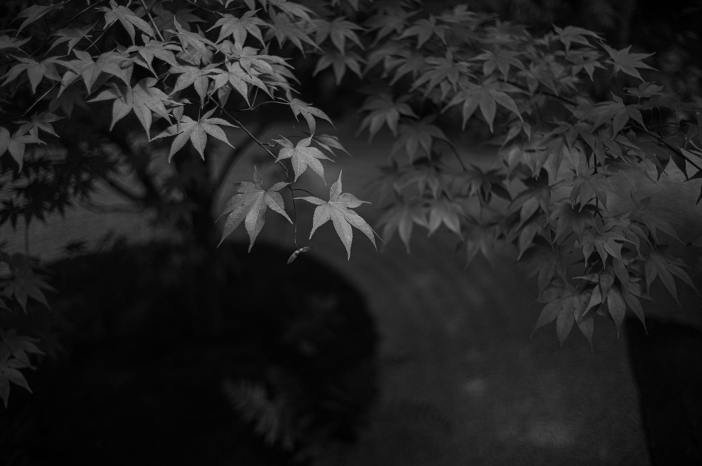 モノクロ新緑