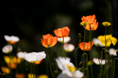 春の花達　2