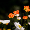 春の花達　2