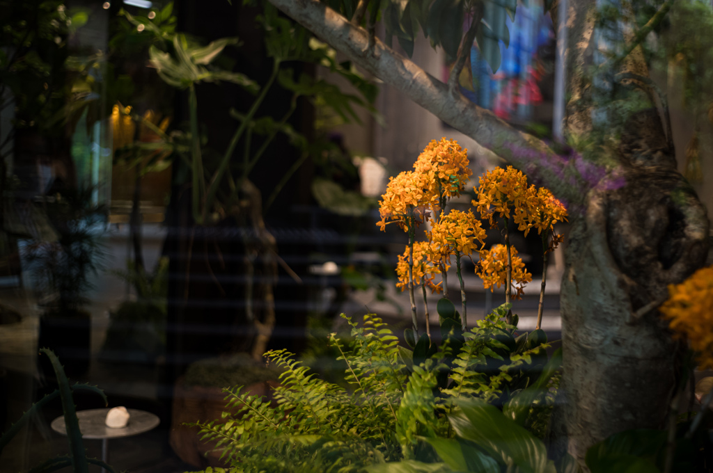 黄色の花
