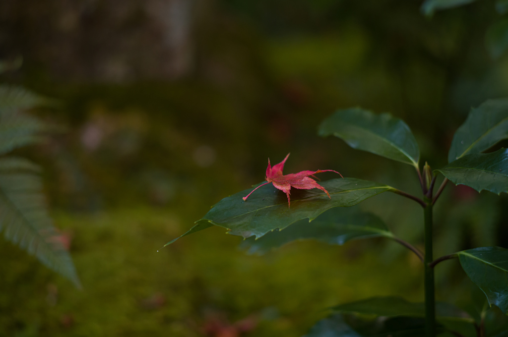 京都祇王寺　5