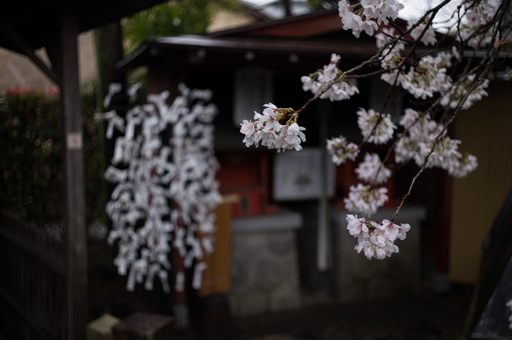 小さなお寺の春満開
