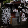 小さなお寺の春満開