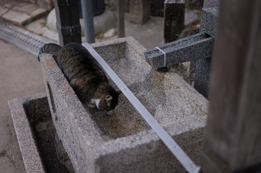 伏見稲荷の猫　5