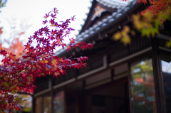 京都天授庵　紅葉2