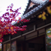 京都天授庵　紅葉2