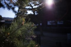 朝松の光