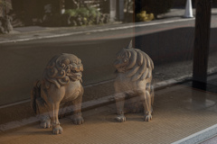 雌雄獅子