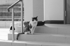 ご飯待ち猫