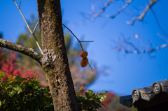 京都嵯峨の風景　4