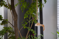 毛むくじゃら金魚