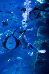 暑いので水族館へ　14