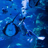 暑いので水族館へ　14