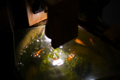 先斗町の夜。夜の金魚