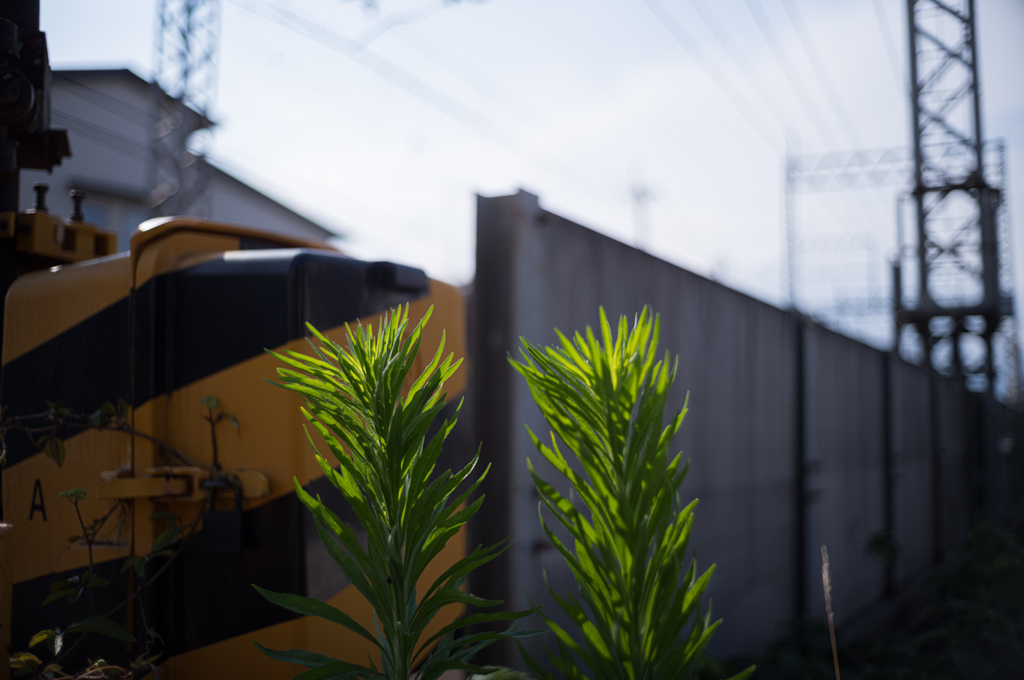 緑と黄