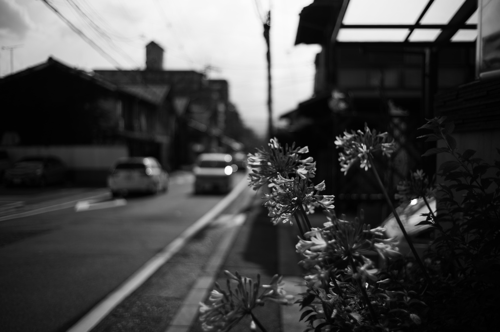 道路脇の花