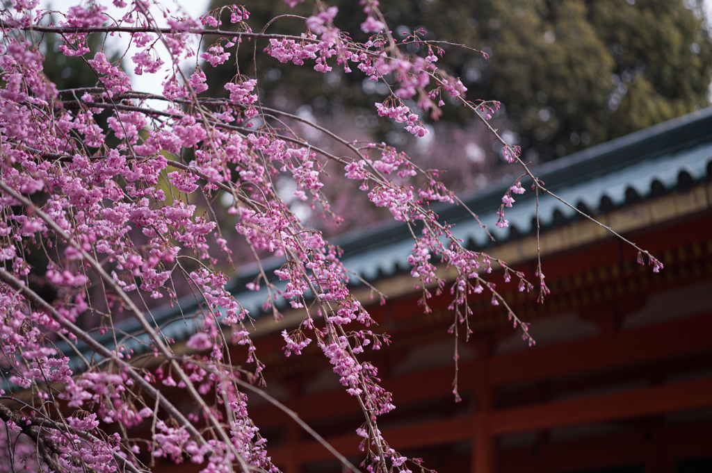 平安神宮の桜　1