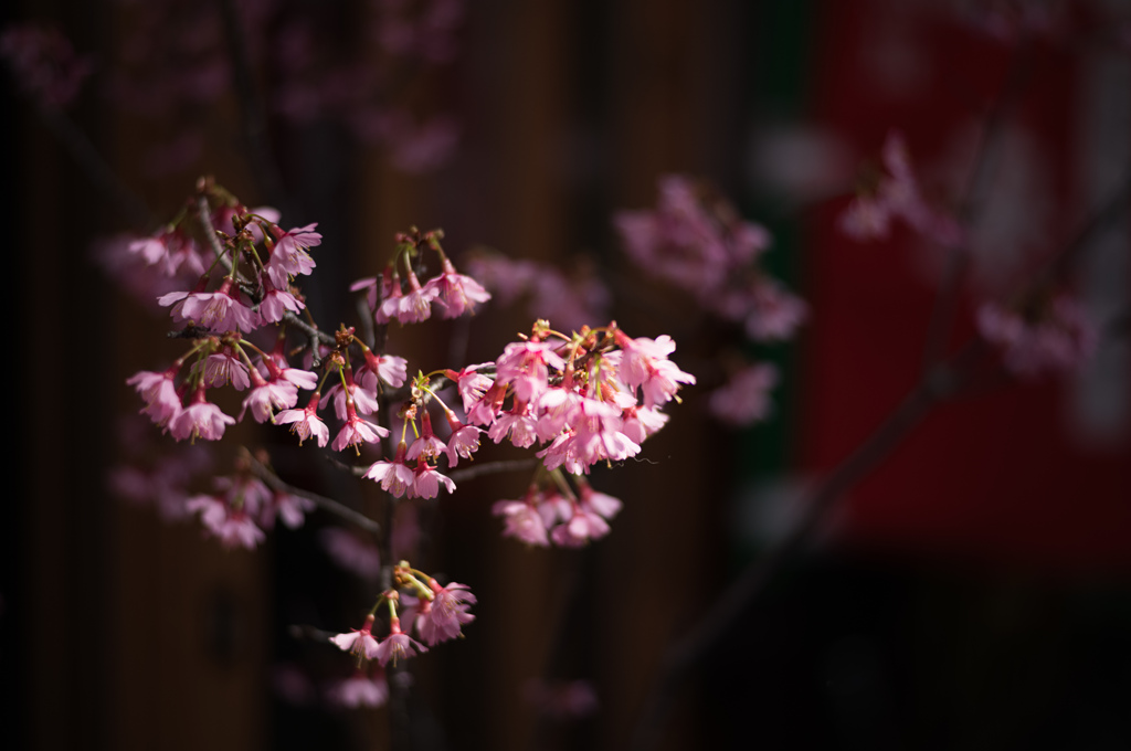 遅咲きの桜