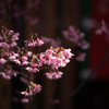 遅咲きの桜