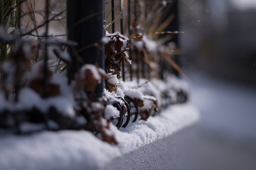 雪草