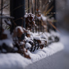 雪草