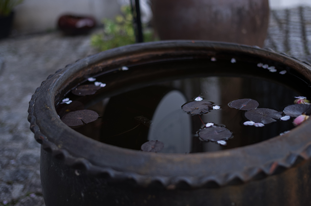 水面鏡桜
