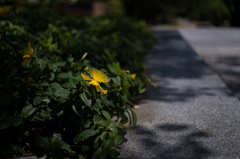 黄色の花