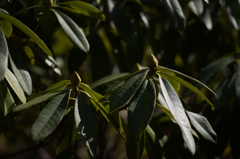 京都植物園　2