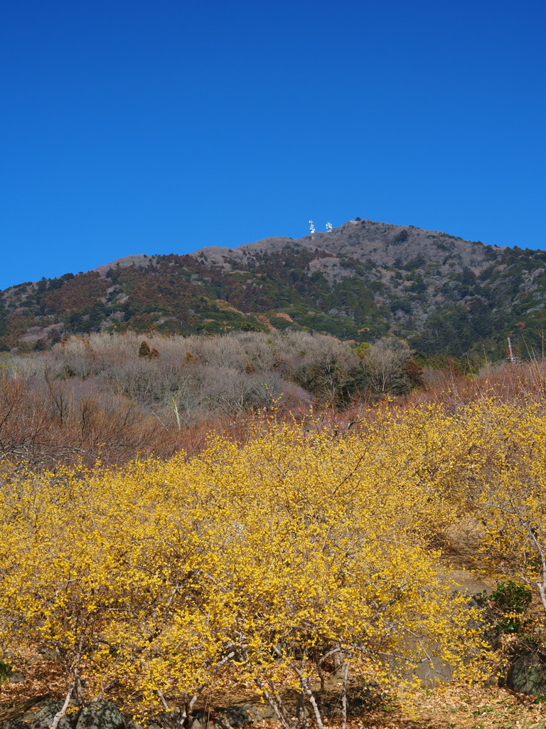 筑波山と蝋梅