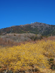 筑波山と蝋梅
