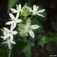 初めて見つけたアケボノソウ