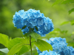 紫陽花の海から