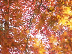 紅葉狩り