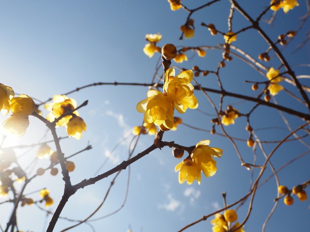 のびのびとした蝋梅