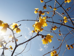 のびのびとした蝋梅