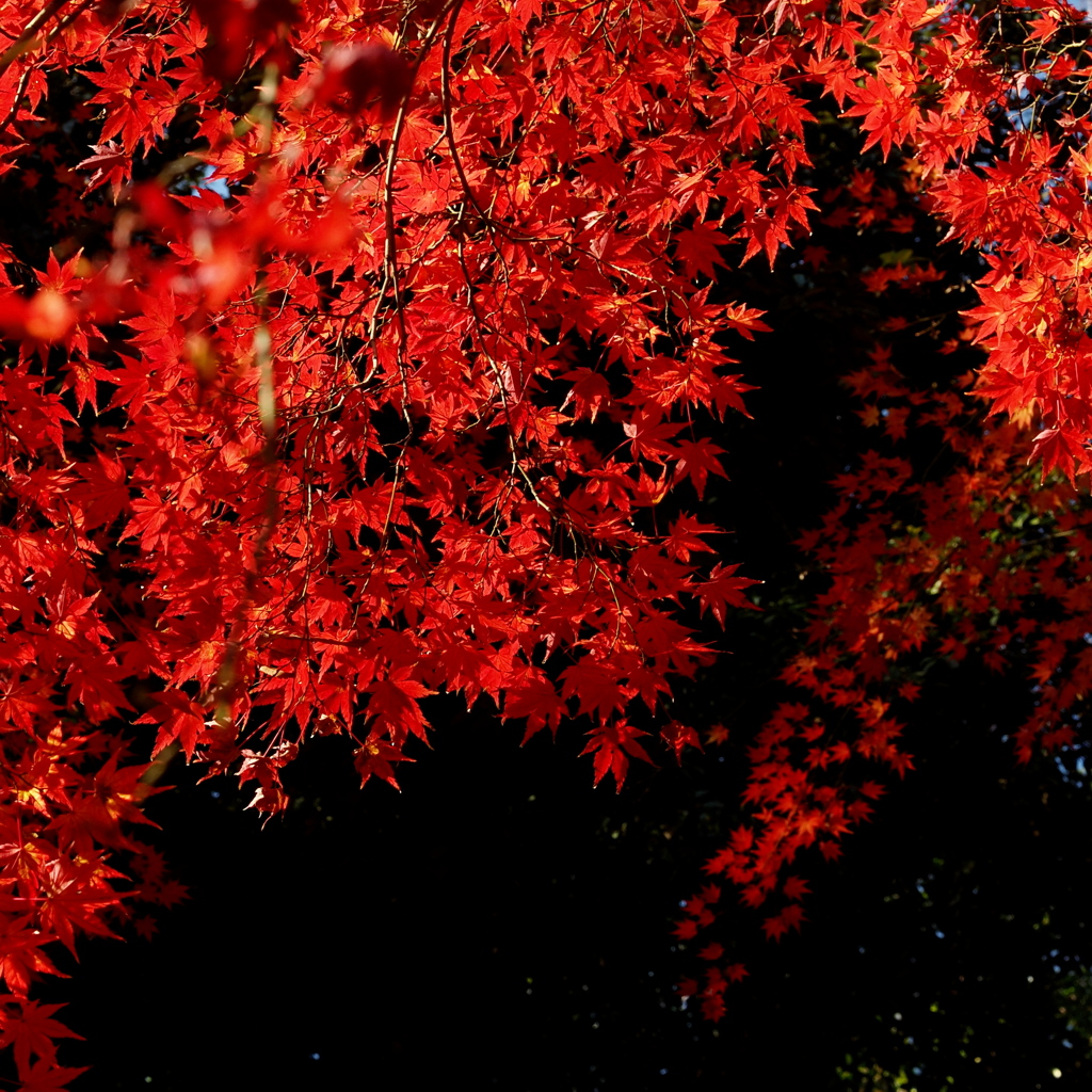 燃えるような紅葉