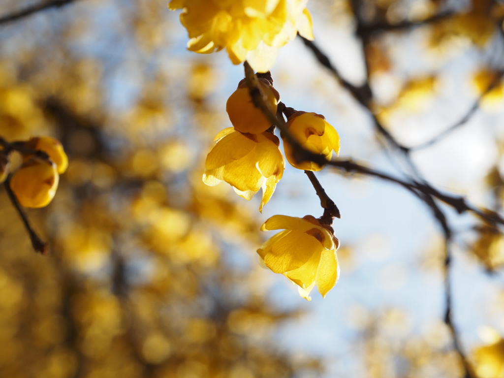 見ごろ過ぎの蝋梅