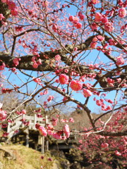 展望あずまやをバックに紅梅