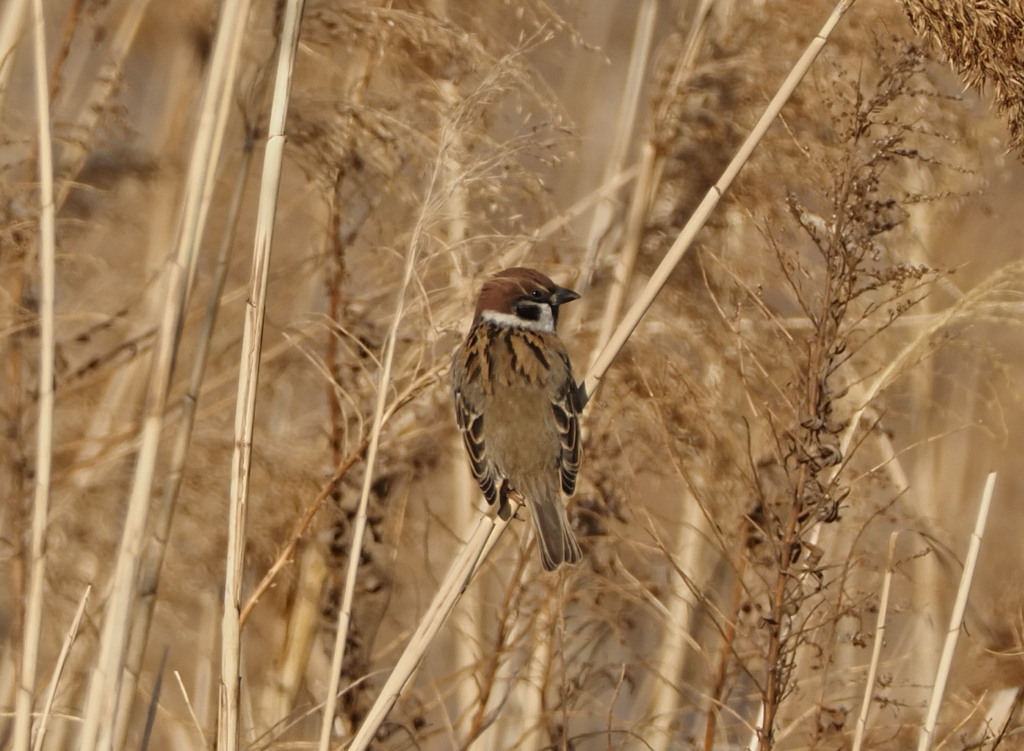 雀がいっぱいいた