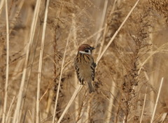 雀がいっぱいいた