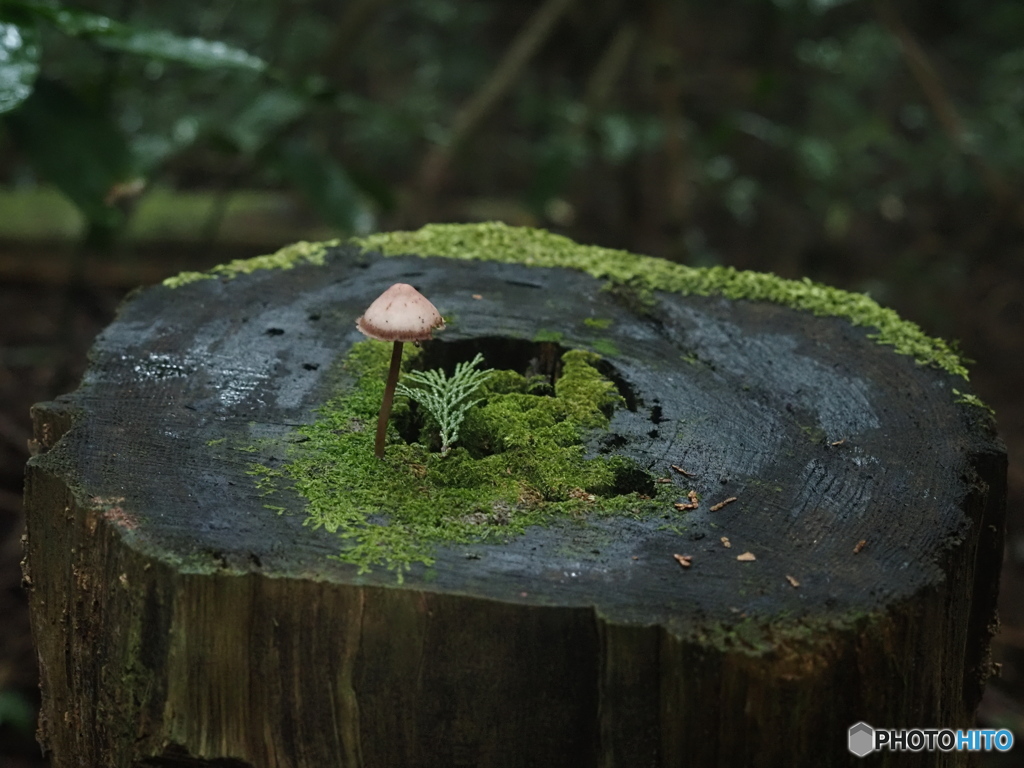 物語はじまりそう