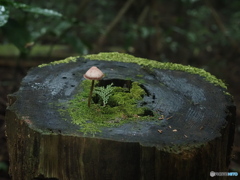 物語はじまりそう